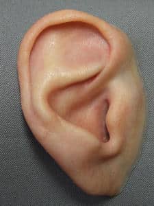 A close up of an ear with the tip of it