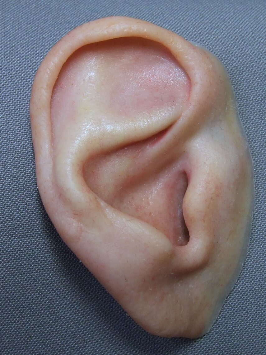 close up of lifelike prosthetic ear