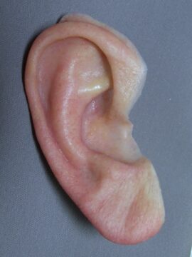Highly detailed right prosthetic ear close up showing veining